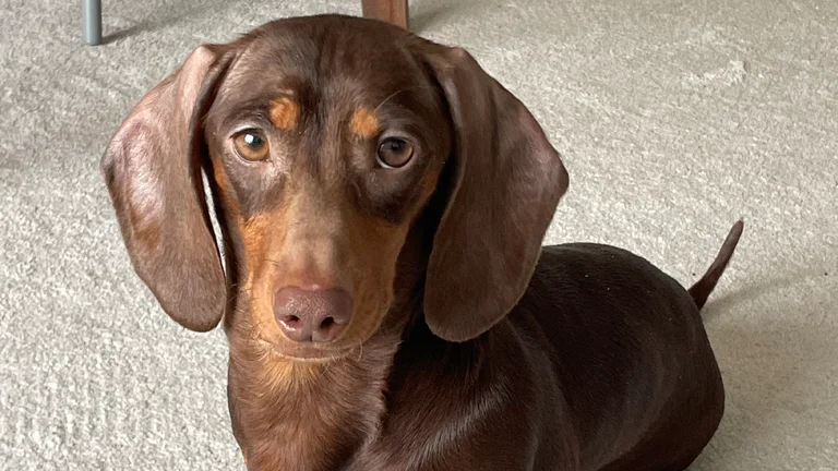 a chocolate and caramel coloured miniature dachshund 