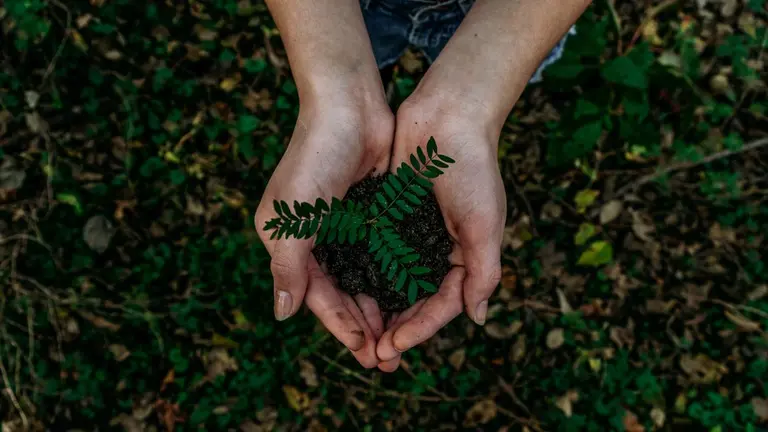 Two white hands holding a new green plant